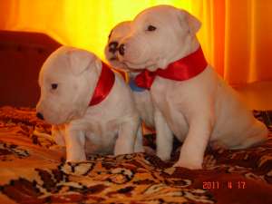 vand pui dog argentinian