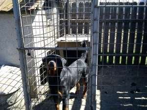 vand  Rottweiler