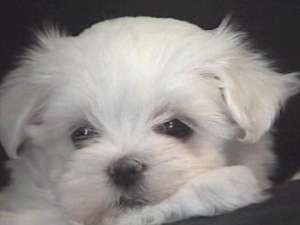 vand catei de rasa bichon maltese