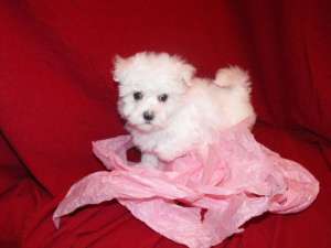 vand catei de rasa bichon maltese