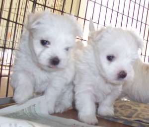 vand catei de rasa bichon maltese