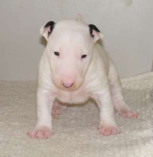 pui bullterrier