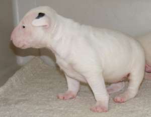 pui bullterrier