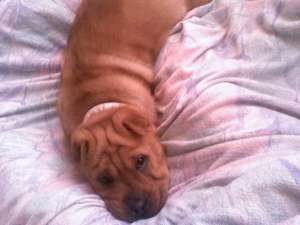 imperechere sharpei mascul