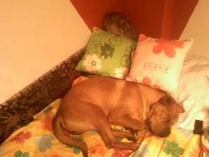imperechere sharpei mascul