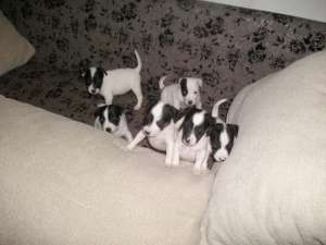 pui jack russel terrier
