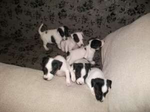 pui jack russel terrier