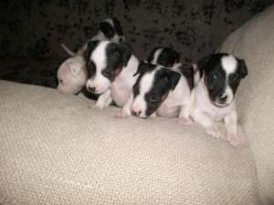 pui jack russel terrier