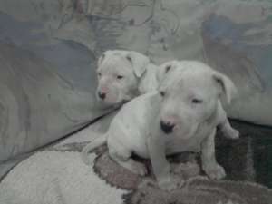 vind catei dog argentinian cu pedigre