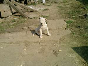 vind catei dog argentinian cu pedigre