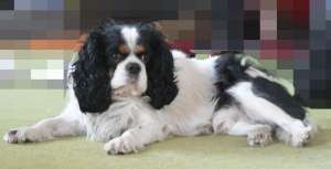 Vand / donez baietel de Cavalier King Charles Spaniel