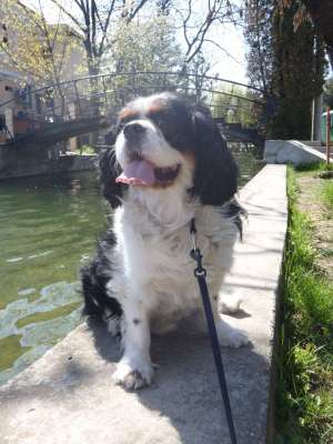 Vand / donez baietel de Cavalier King Charles Spaniel