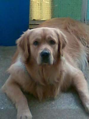 Ofer Golden Retriever Superb pentru imperechere