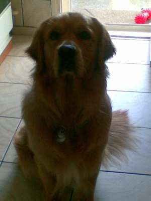 Ofer Golden Retriever Superb pentru imperechere