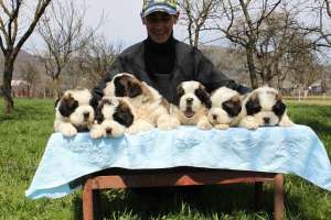 Vand Pui Saint Bernard Exceptional DE Frumosi!!!