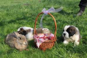 Vand Pui Saint Bernard Exceptional DE Frumosi!!!