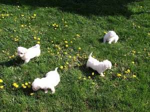 vand bichon maltez arad