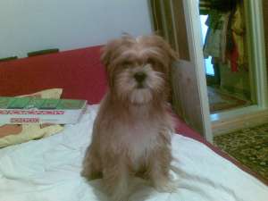 bichon havanez
