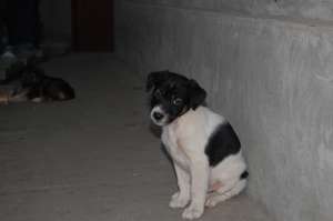 Dau puii de catei (mimica lor este griffon nivernais) pe gratis