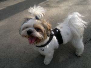 Shih-Tzu mascul