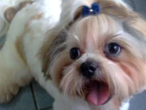 Shih-Tzu mascul
