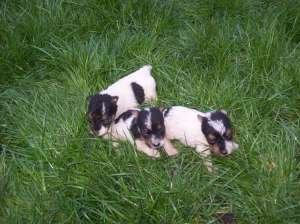 Vand pui fox terrier, varsta:1 luna