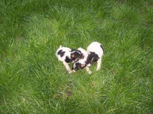 Vand pui fox terrier, varsta:1 luna