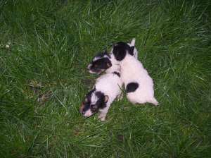 Vand pui fox terrier, varsta:1 luna