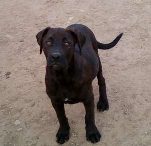 femela Presa Canario 4 luni