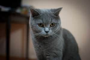 motan motan british shorthair pt imperechere