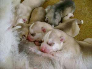 VAND PUI HUSKY SIBERIAN