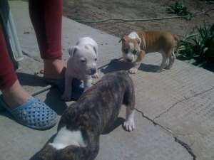 Vand pui de amstaff din parinti cu pedegree