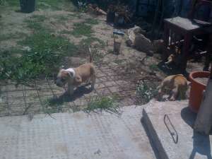 Vand pui de amstaff din parinti cu pedegree