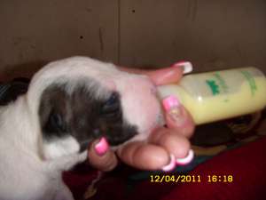 vand american pittbul terrier pui