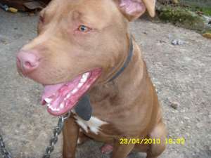 vand american pittbul terrier pui