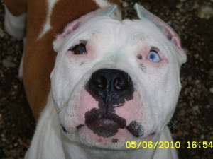 vand american pittbul terrier pui