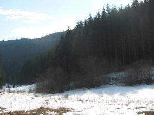 teren cabana grinties ceahlau