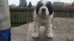 de vanzare saint bernard