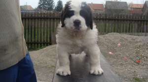 de vanzare saint bernard