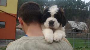 de vanzare saint bernard