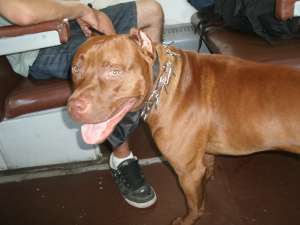 ofer mascul pt monta red nose 50 de kg.