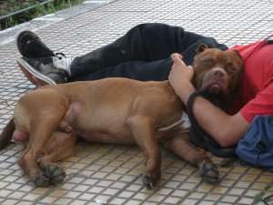ofer mascul pt monta red nose 50 de kg.