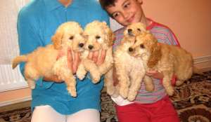 Vand catei canis pitic varianta apricot