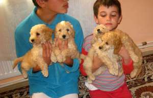 Vand catei canis pitic varianta apricot