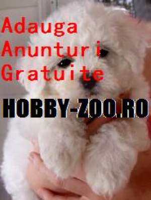 GRATIS Adauga Anunt Animale Toate Categoriile