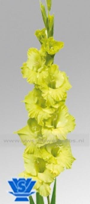 vand gladiole