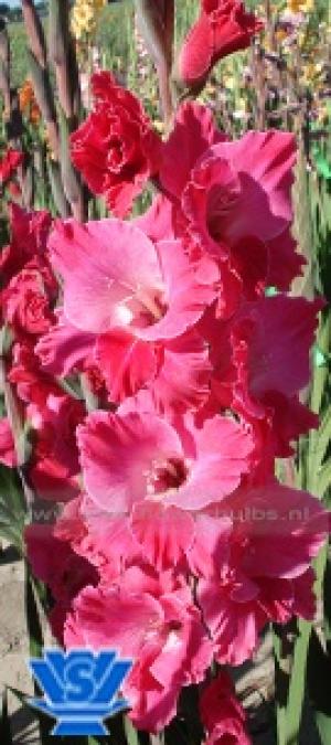 vand gladiole