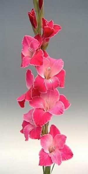 vand gladiole