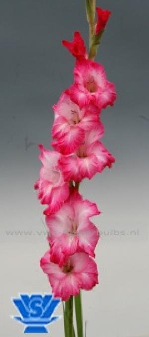 vand gladiole