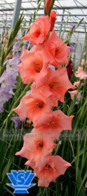 vand gladiole
